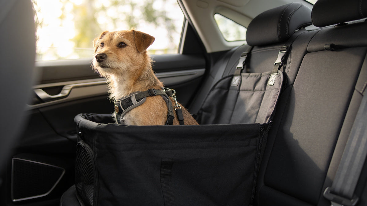Small dog in a raised booster basket on the rear seat with a short harness tether