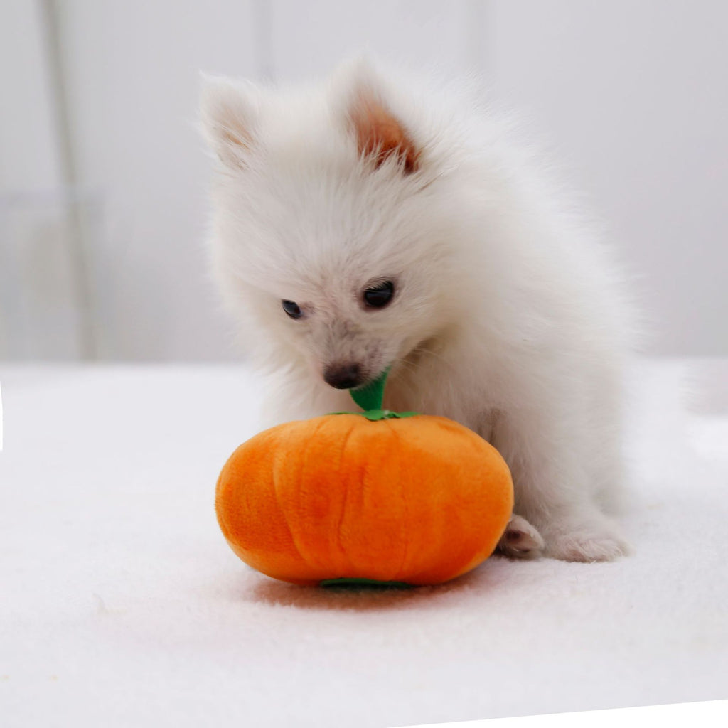 Small squeaky orange pumpkin plush dog toy, view 3