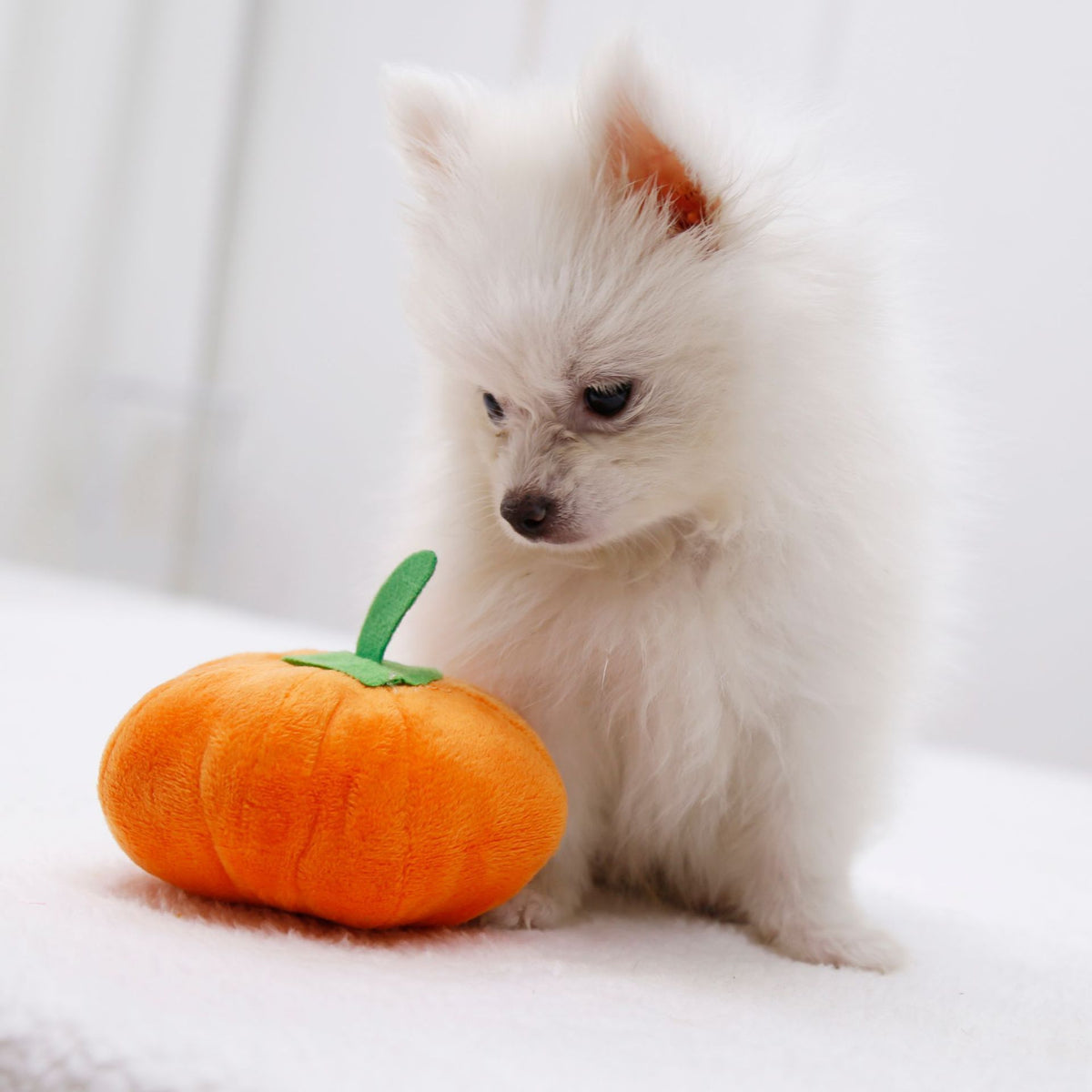 Small squeaky orange pumpkin plush dog toy, view 2