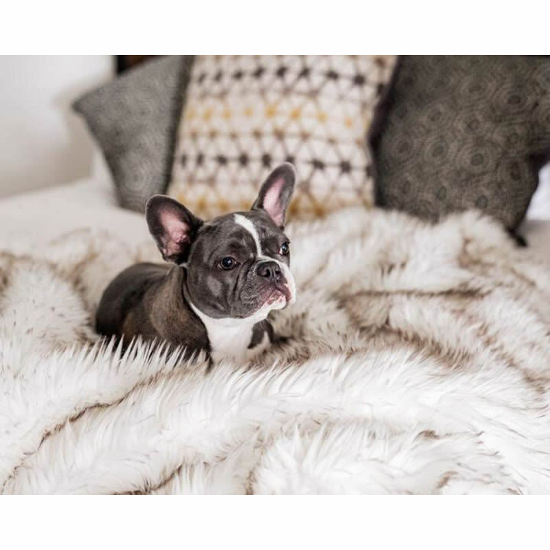 Waterproof dog couch blanket in coffee or black, view 3