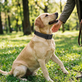 Reflective Dog Collar Adjustable Nylon Webbing