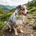 Reflective Padded Neoprene Dog Collar, Adjustable