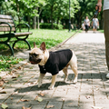 Lightweight Breathable Dog Polo Vest - Black