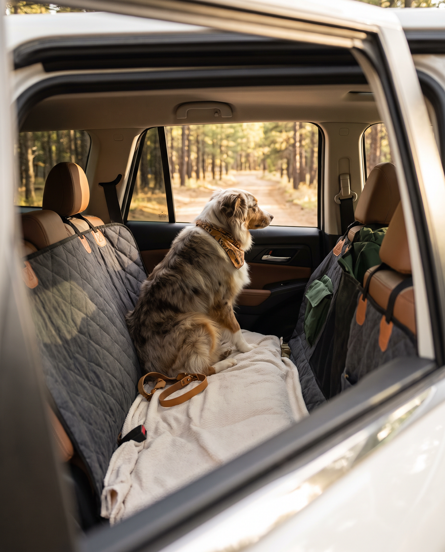 Car & Travel